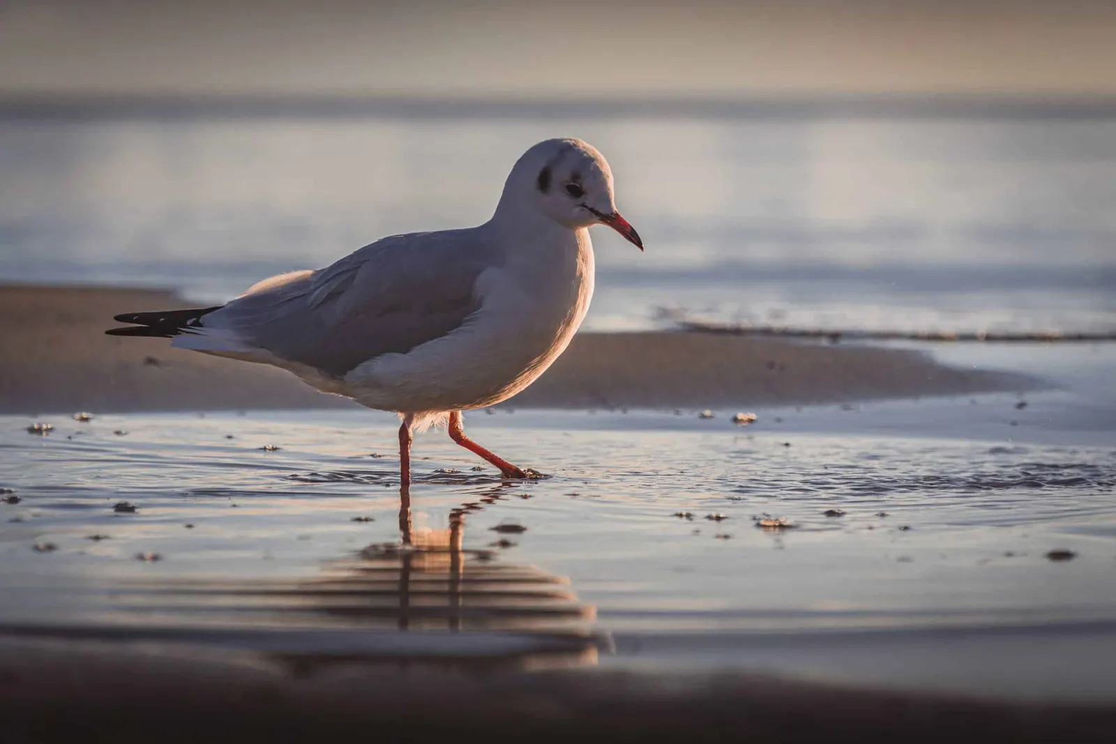 Vogelbeobachtung